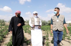 الزراعة والسلامة الغذائية تنفذ 150 ألف زيارة إرشادية لمزارع أبوظبي خلال العام الماضي