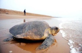 السلاحف البحرية في غويانا الفرنسية مهددة 