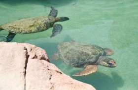 برنامج إعادة وتأهيل السلاحف .. مبادرة محلية بأهداف عالمية