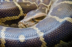 ثعبان ضخم يحرس 20 بيضة أسفل رصيف 