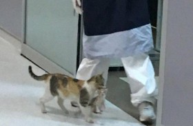 قطة تحمل صغيرها المريض إلى المستشفى