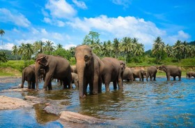 تحذير صادم بشأن أعداد الفيلة في العالم