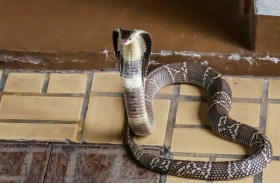 يقتلان والدهما باستخدام ثعبانين سامّين