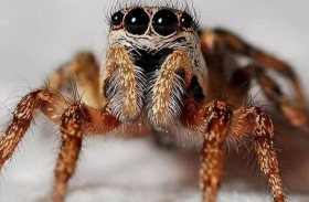 اكتشاف 7 أنواع جديدة من العناكب