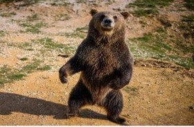 بعد تربية كلب لعامين.. عائلة تكتشف أنه دب