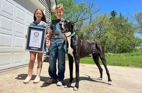 غينيس تختار «كيفن» أضخم كلب في العالم