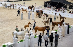 أبوظبي والظفرة تحتفيان بإرث الخيل العربية في بطولتين رمضانيتين ناجحتين