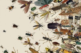أعداد الحشرات الأرضية تنخفض بنحو 1 % سنويا