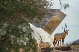 إنجازات حديقة الحيوانات بالعين في مجال صون المها العربي