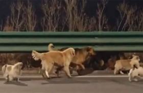 7 كلاب مفقودة تعود لمنزلها في البرد القارس