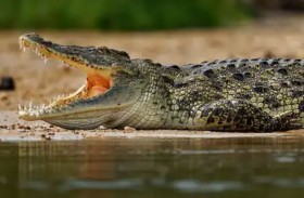 التماسيح تحاصر رجلاً وابنه 