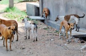 طفل هرب من أنياب كلاب فصدمته سيارة 