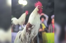 فيديو لدجاج صوته يحاكي الضحك البشري