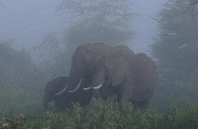 بعد نفوق لبؤة بكورونا.. فحص 28 فيلا في الهند