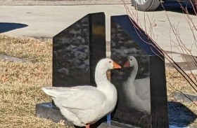 إعلان يطلب العثور على شريك لـ إوزة كئيبة