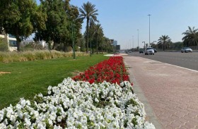 بلدية مدينة أبوظبي تجمّل طرق وحدائق جزيرة أبوظبي والبر الرئيسي بأكثر من مليونين و483 ألف زهرة شتوية 
