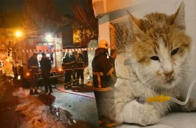 نفوق 26 قطة بحريق منزل مخصص لإيوائها 