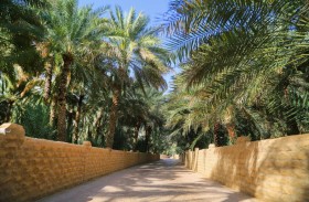 بلدية مدينة العين تنفذ برامج متكاملة لحماية النخيل وصون الأفلاج التاريخية بالواحات