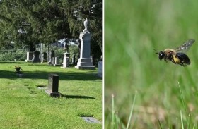 اكتشاف مدينة خفية تضم ملايين النحل 