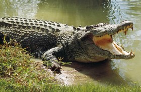 أستراليا تحذر سكانها من انتشار التماسيح بعد الفيضانات