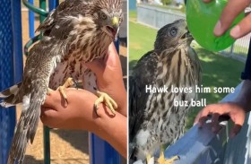 سجن شاب بعد إجباره صقراً على شرب الكحول 