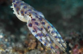 بحجم كفّ اليد ويقتل 26 شخصاً بدقائق.. ما هو؟ 