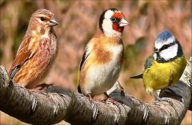 الدوبامين يعلم الطيور أصواتاً جديدة