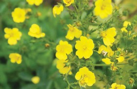 زهرة برية صغيرة قد تنقذ البشرية من مقاومة المضادات الحيوية