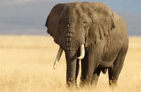 فيل «عدواني» يقتل 17 شخصًا 