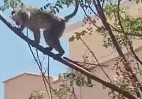 استنفار بمدينة السادات بحثًا عن قرد هارب 