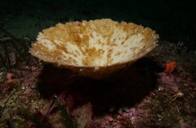 نيوزيلندا: تبييض  50 مليون إسفنج بحري يسجل رقماً قياسياً عالمياً