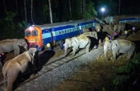 قطار سريع يصطدم بقطيع من 100 فيل 