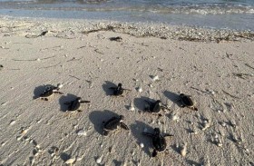 الإمارات العالمية للألمنيوم : إيواء 217 من سلاحف منقار الصقر على شاطئ الشركة في منطقة الطويلة 