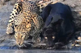 مفترسان يكسران قانون الغاب في مشهد نادر يذهل العالم