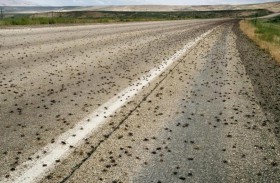 السماء تمطر صراصير في بلدة أمريكية