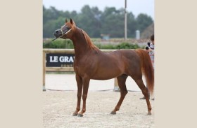 برعاية منصور بن زايد.. البطولة الـ 5 لكأس الإمارات العالمي لجمال الخيل العربية تنطلق اليوم من الدنمارك