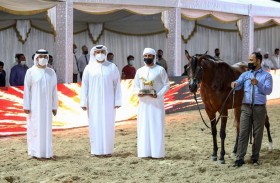 «أميرة المكتوب» تلفت الأنظار في اليوم الثاني لبطولة الظفرة للخيول العربية 