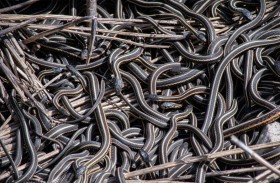 100 ألف ثعبان.. سر أكبر «وكر للأفاعي» على وجه الأرض 