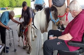 تربية الخيول لعلاج المسنين