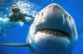 مقتل فتاة في هجوم لسمكة قرش