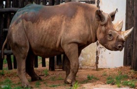 كورونا تعرض وحيد القرن للصيد الجائر