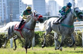 اليوم.. البرازيل تستضيف سباق «التاج الثلاثي» للخيول العربية الأصيلة
