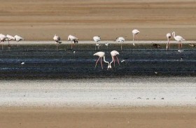 إسبانيا.. ماذا فعل الجفاف بطيور الفلامنغو؟