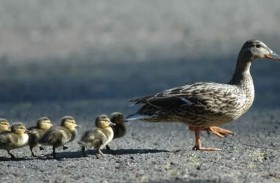 نفوق بطة يشعل غضب تكساس ضد السيارات ذاتية القيادة