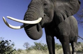 إحباط تهريب 120 من أنياب الفيلة