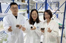 علماء صينيون يحددون طحالب خارقة قادرة على الحياة على المريخ 