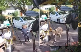 نجاة طفل بأعجوبة من ذئب ضخم 