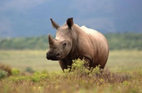 مقتل رجل بهجوم وحيد القرن