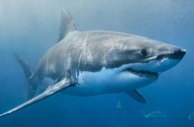 وفاة امرأة وإصابة رجل في هجوم قرش 