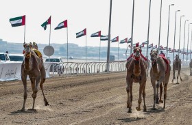 تحت رعاية رئيس الدولة.. انطلاق جائزة زايد الكبرى لسباقات الهجن 2024 بالوثبة اليوم